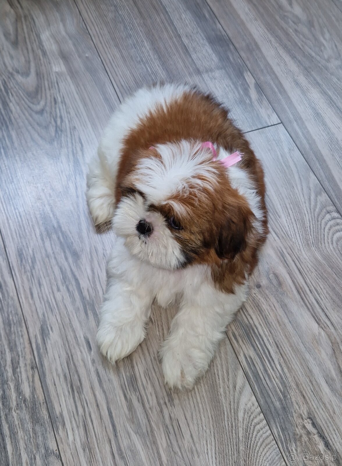 Pieski rasy Shih-tzu