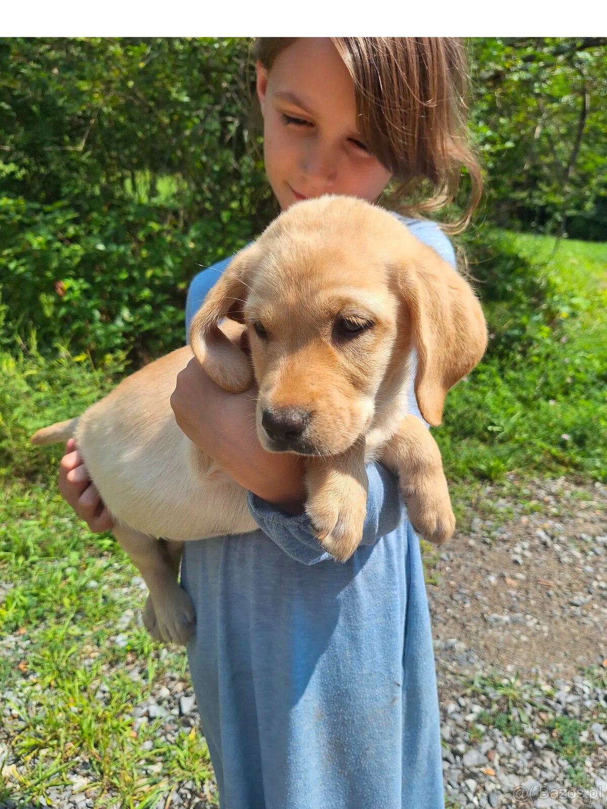 Dostępne piękne szczenięta labradora