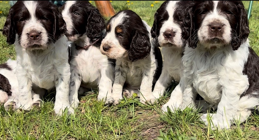 Springer Spaniel Angielski