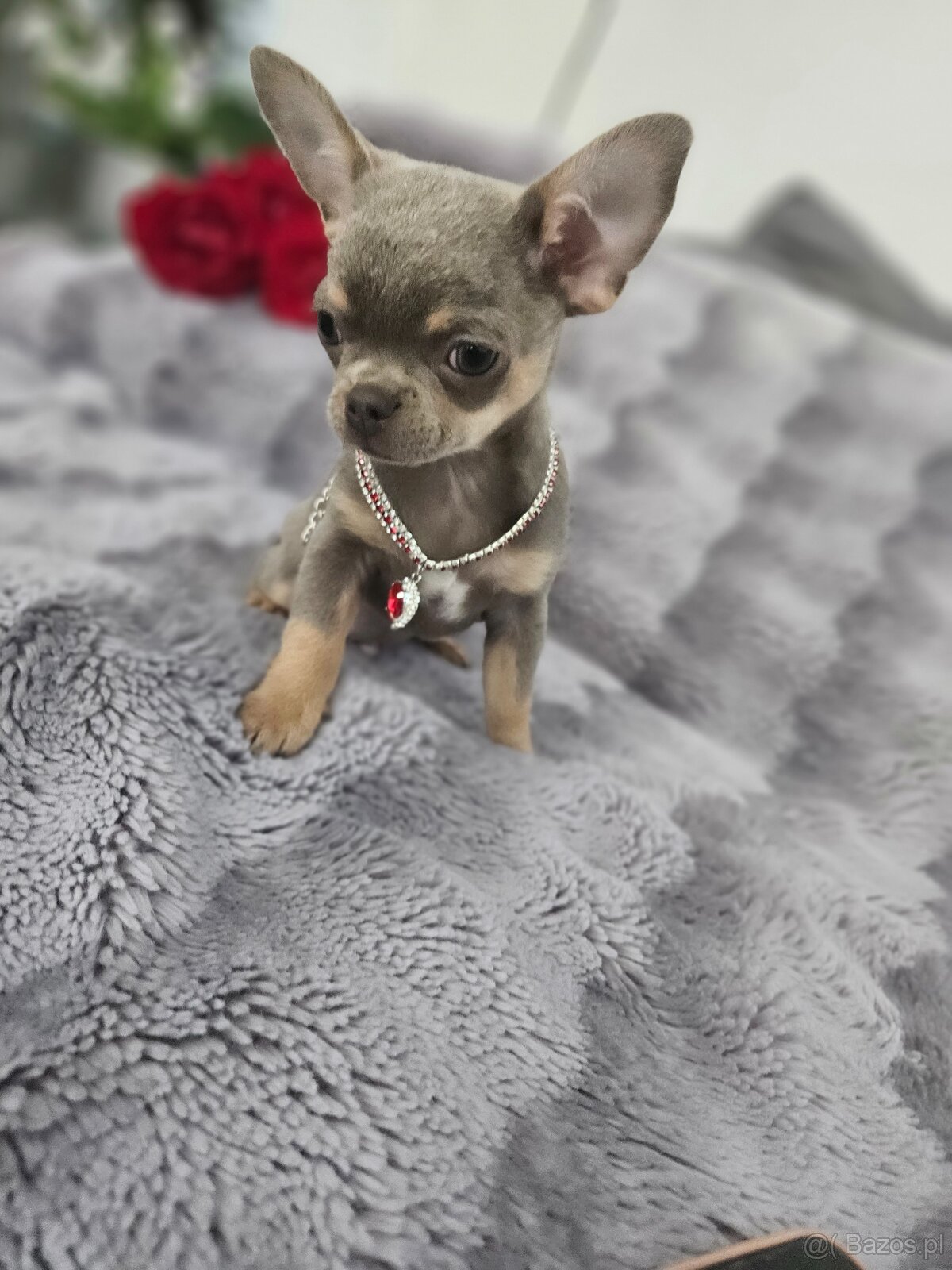 Piesek chihuahua liliowy