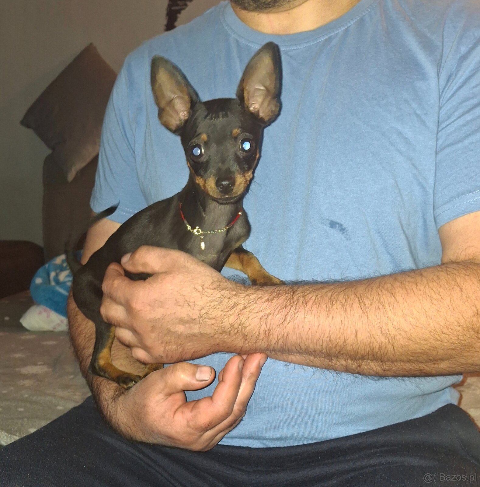 Pinczer miniaturka