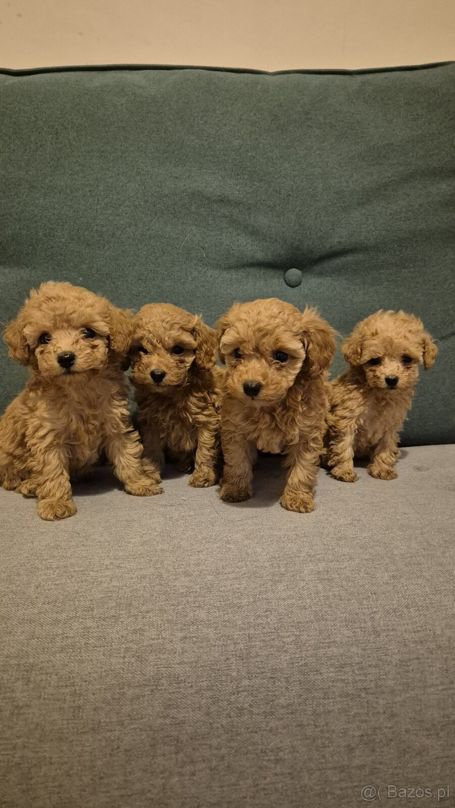 Zarejestrowany pudel toy