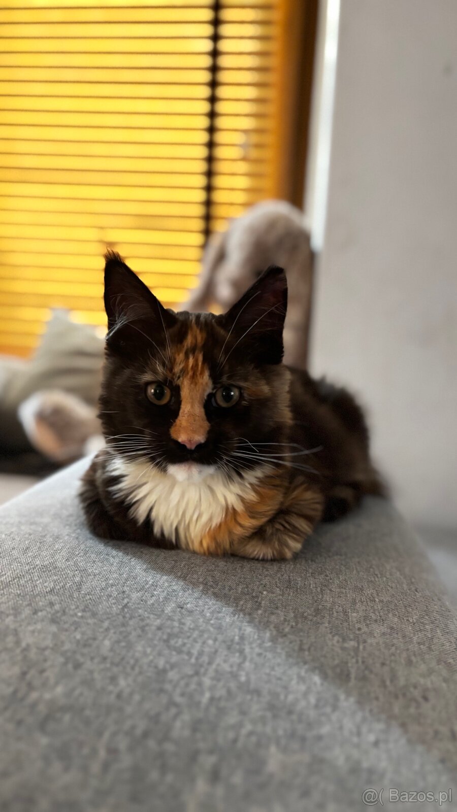 Maine Coon kotka Hermiona
