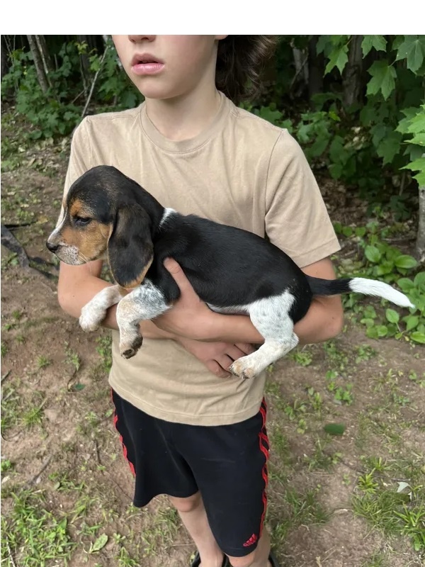 Uroczy szczeniak rasy beagle na sprzedaż