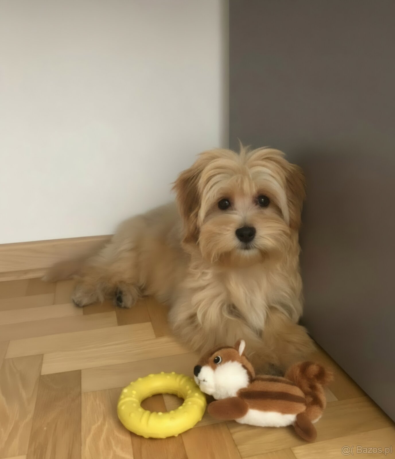 Maltipoo śliczna suczka