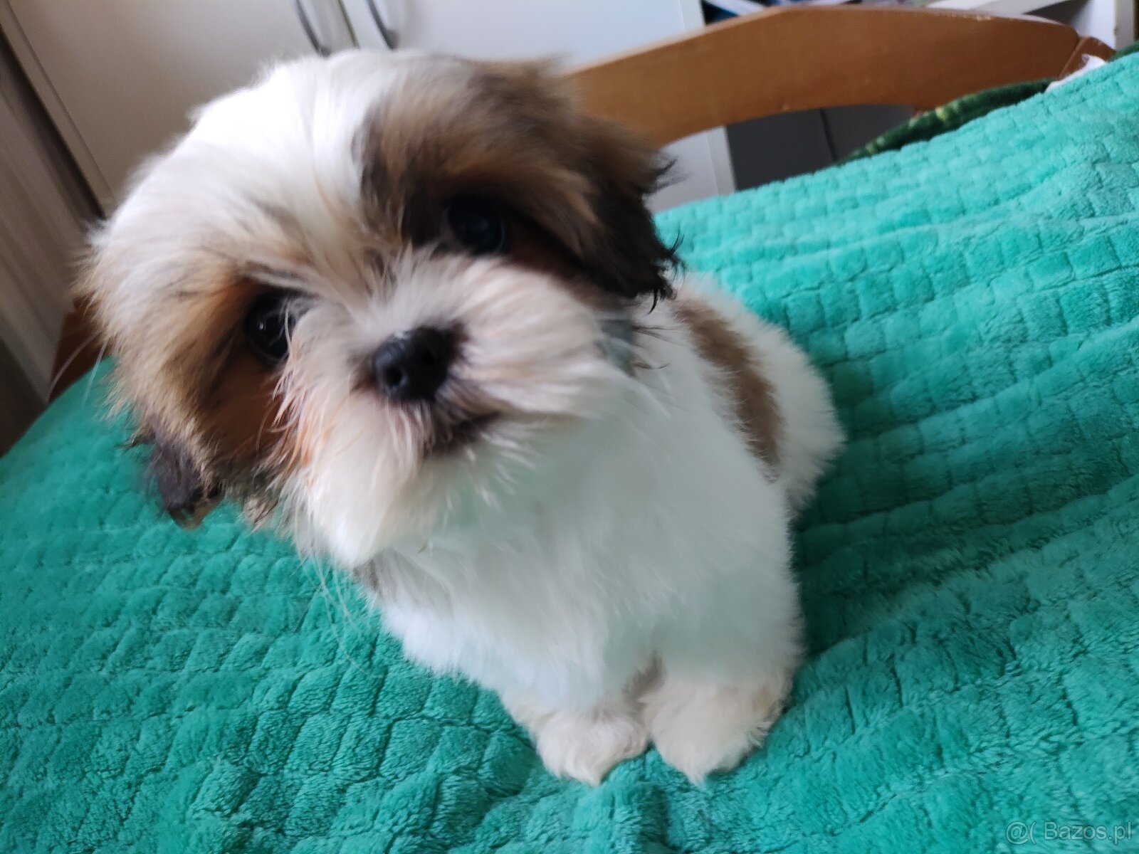 Suczka Shih-tzu