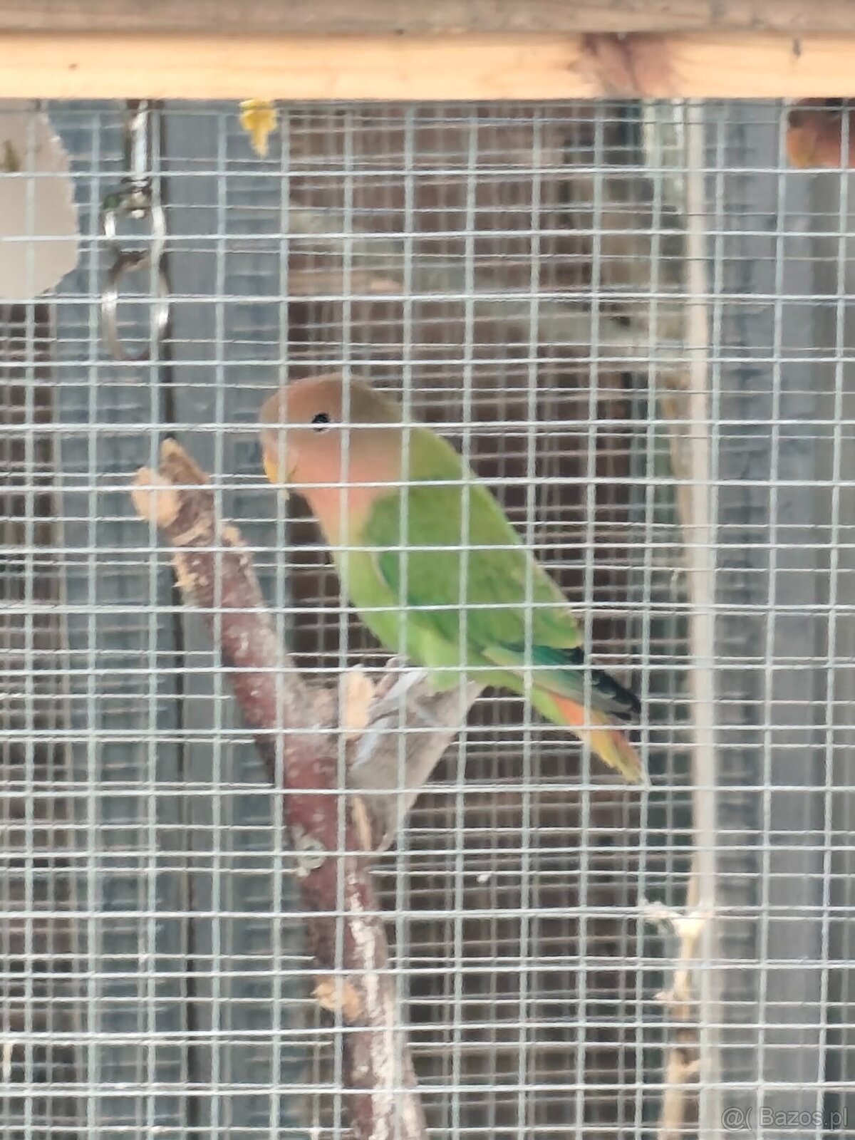 Papugi