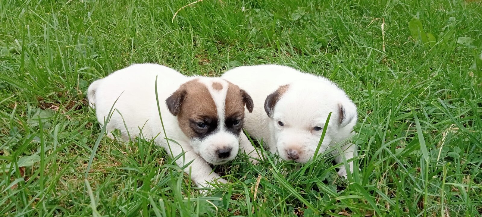 Jack Russell terrier