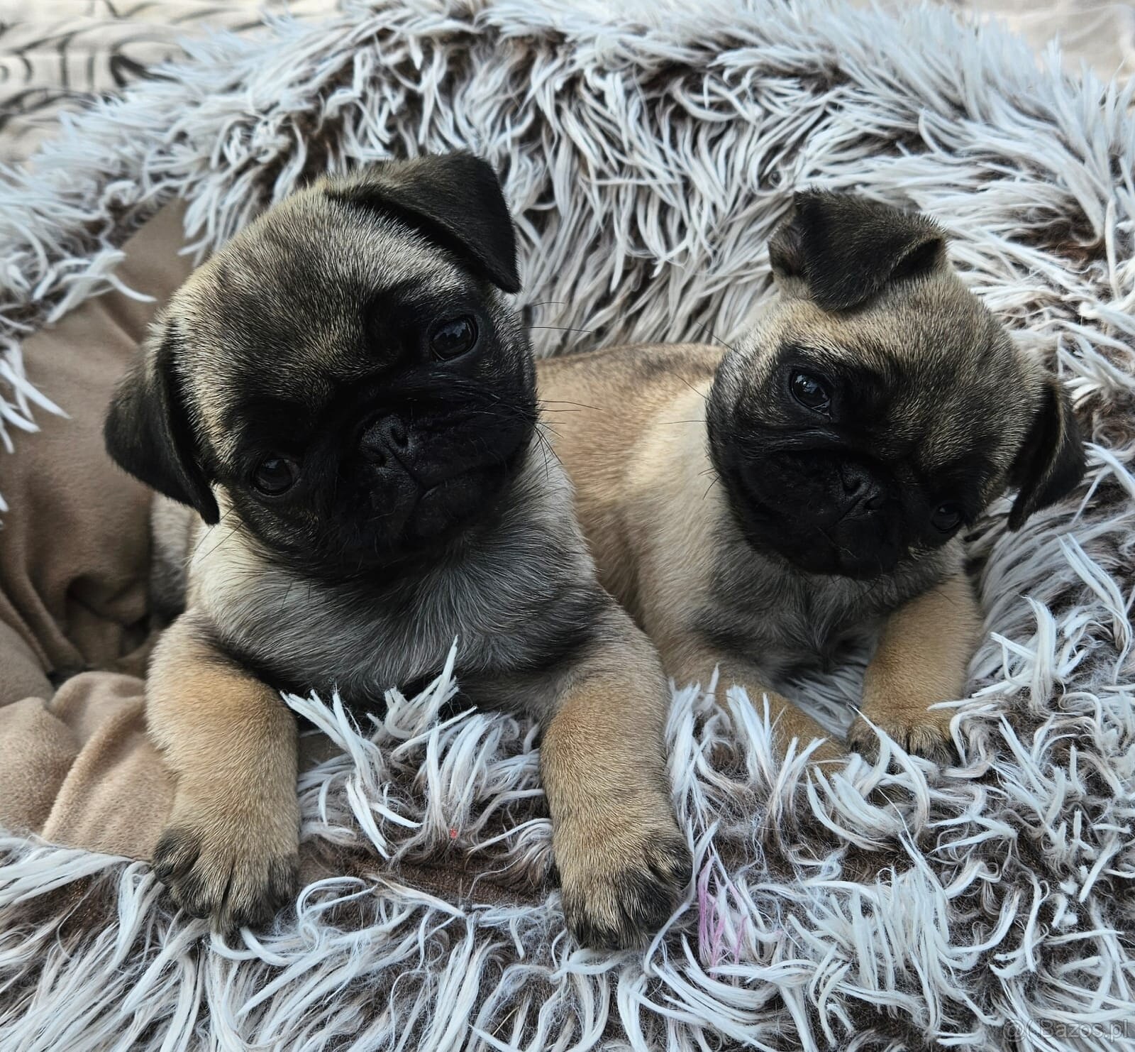 Mops