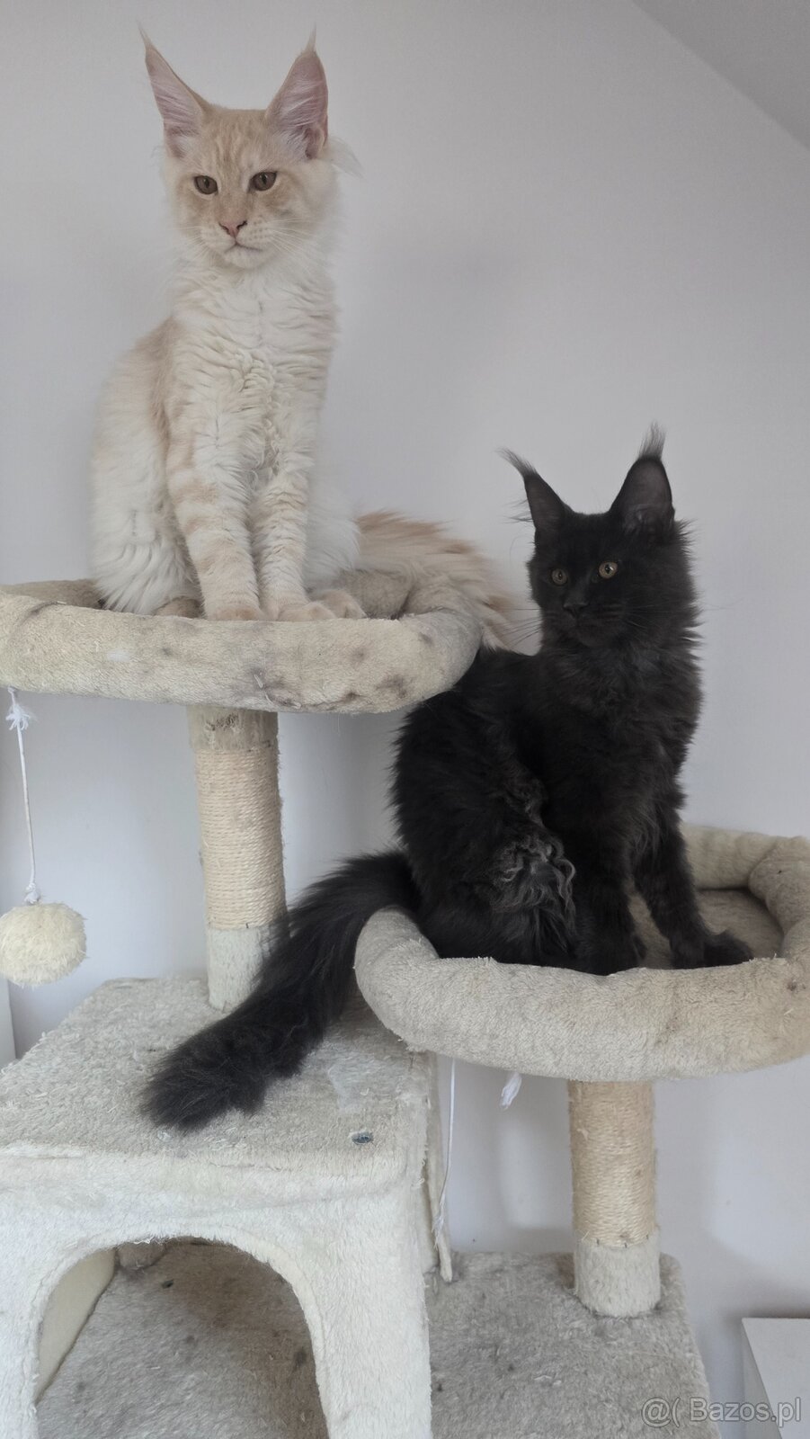 Maine coon