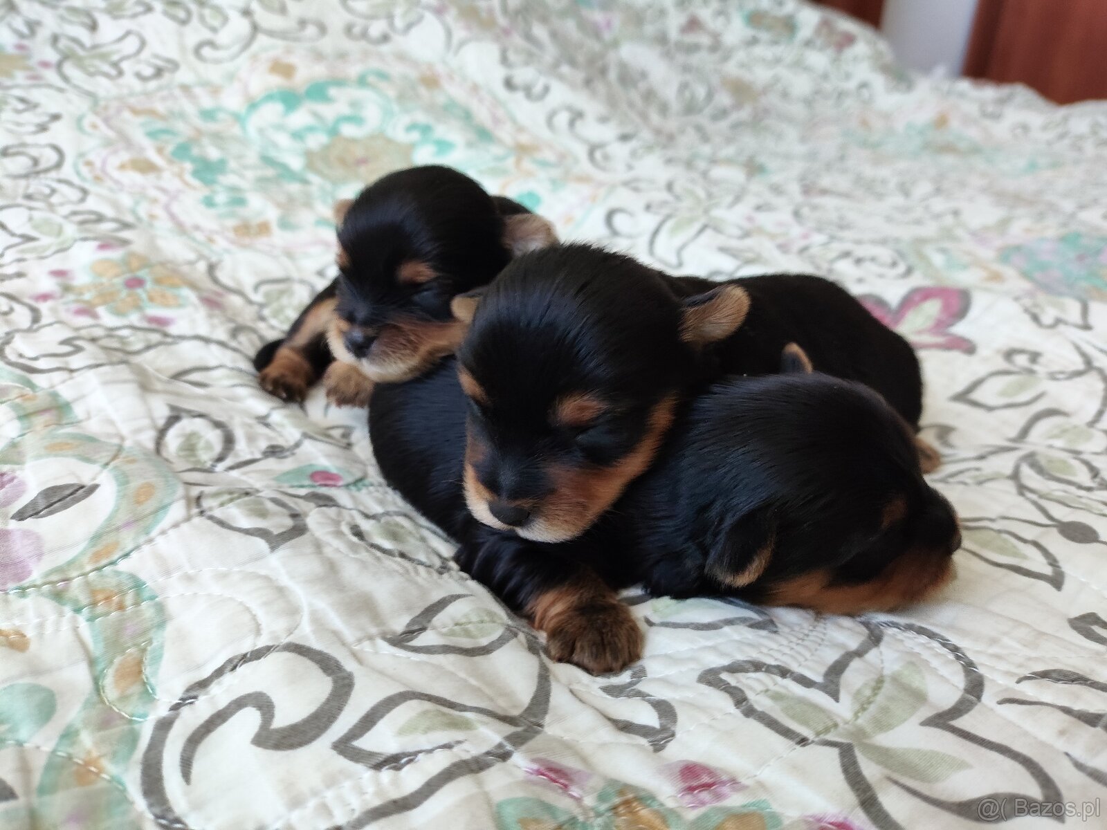 York pies pieski rasy Yorkshire terrier
