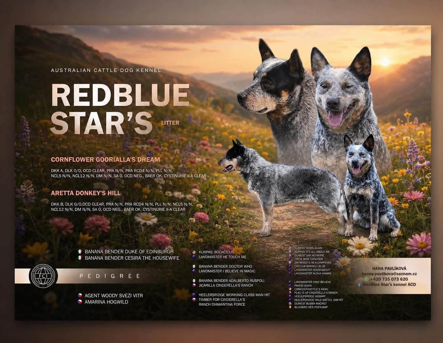 Australian cattle dog