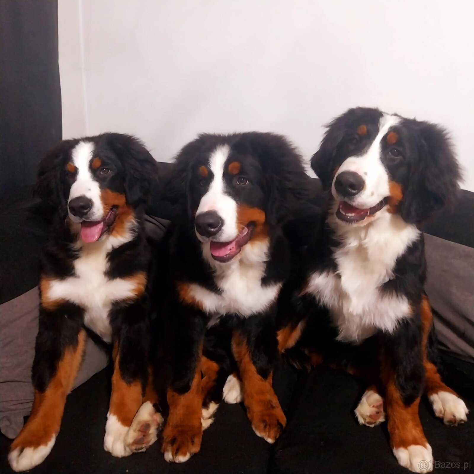 Berneński Pies Pasterski