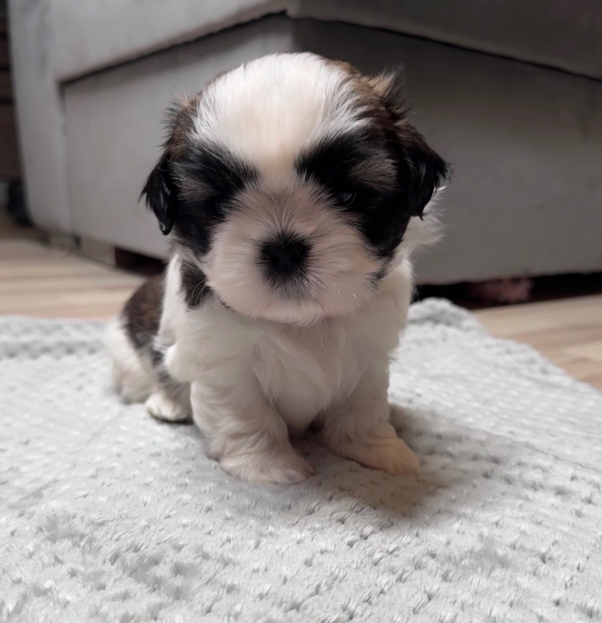 Shih Tzu samiec suka
