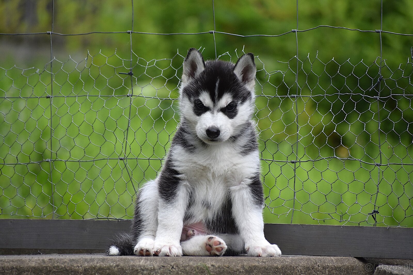 Siberian husky - CZ