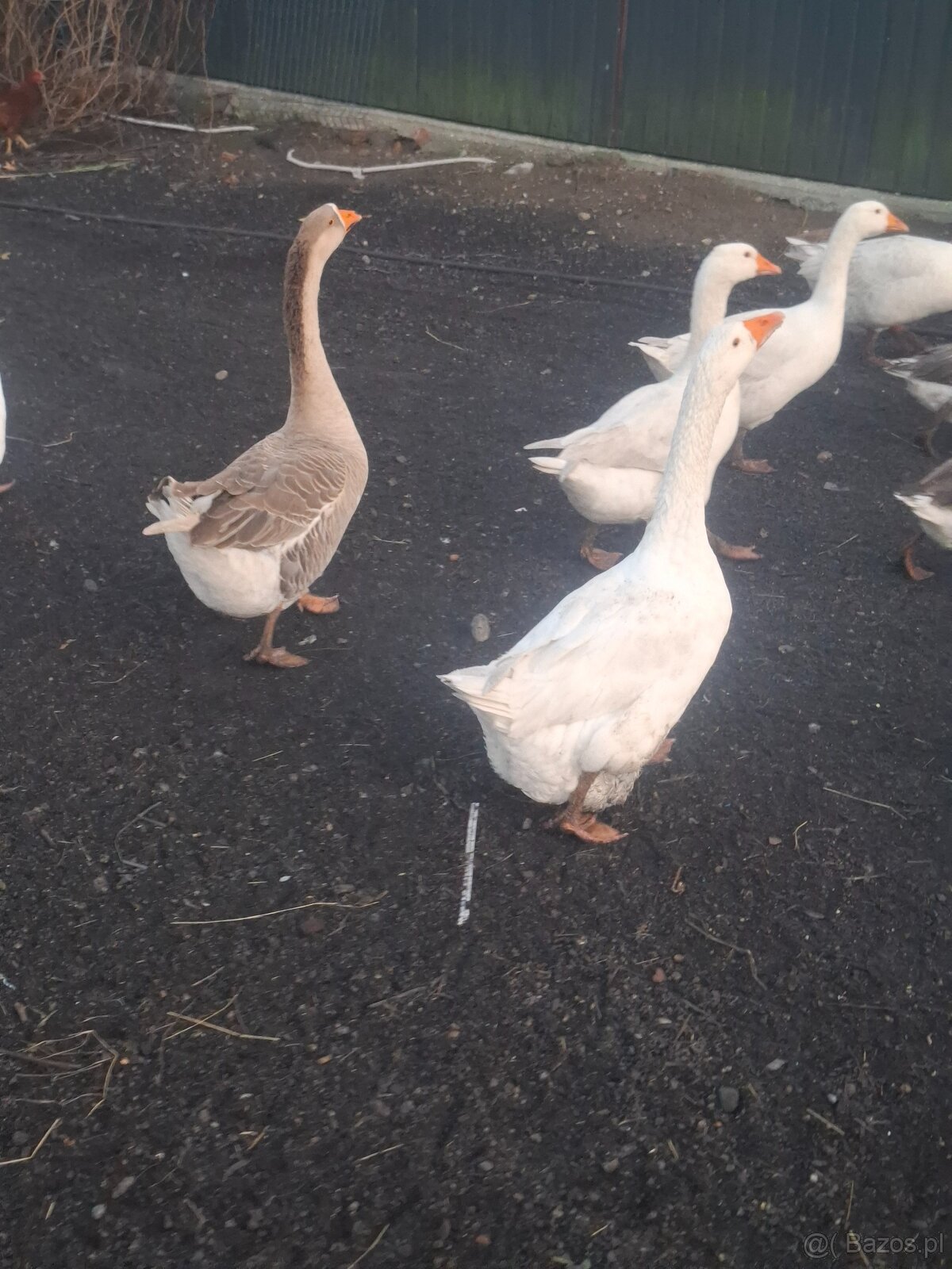 Gęsi