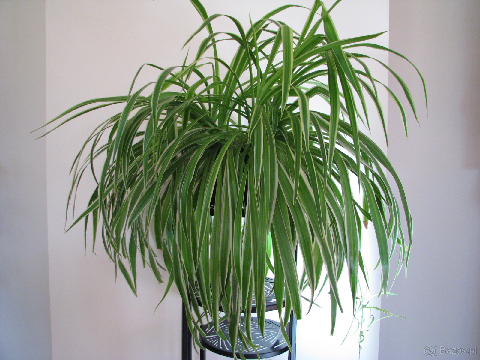 Zielistka Sternberga – piękny, zdrowy, duży kwiat doniczkowy