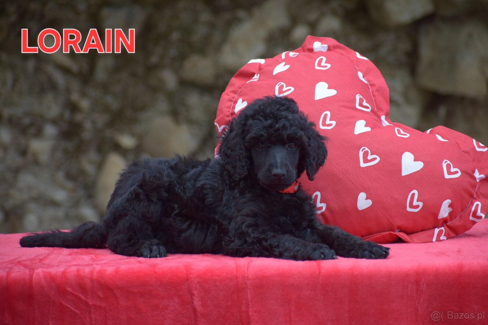 Poodle standard black