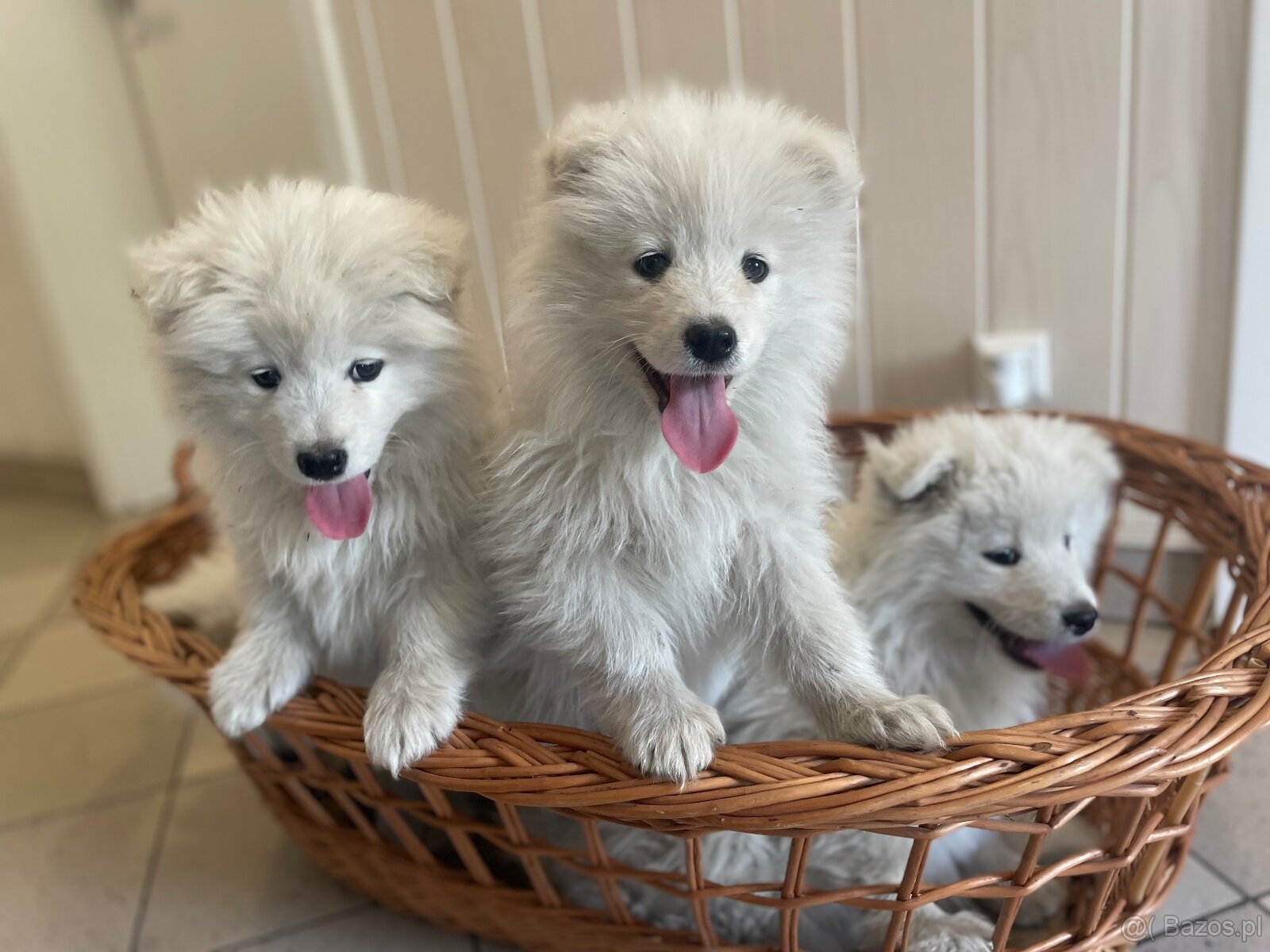 Samoyed