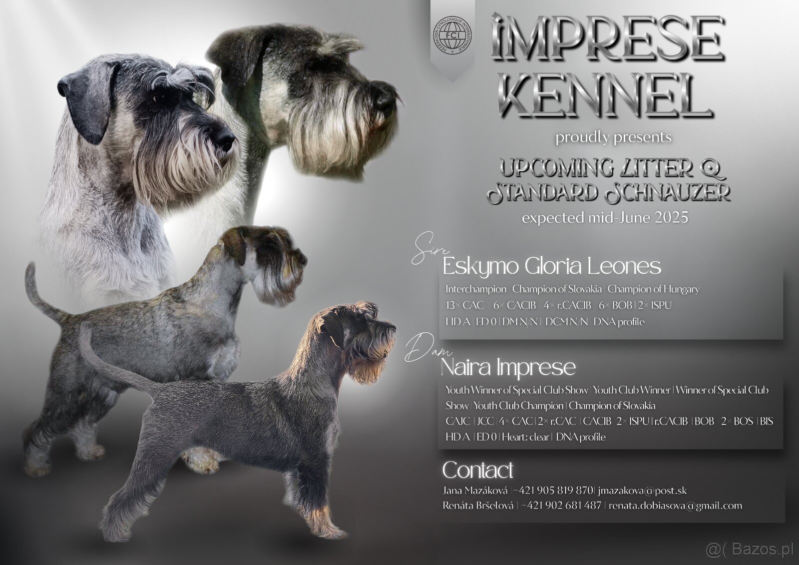 Schnauzer pepper & salt