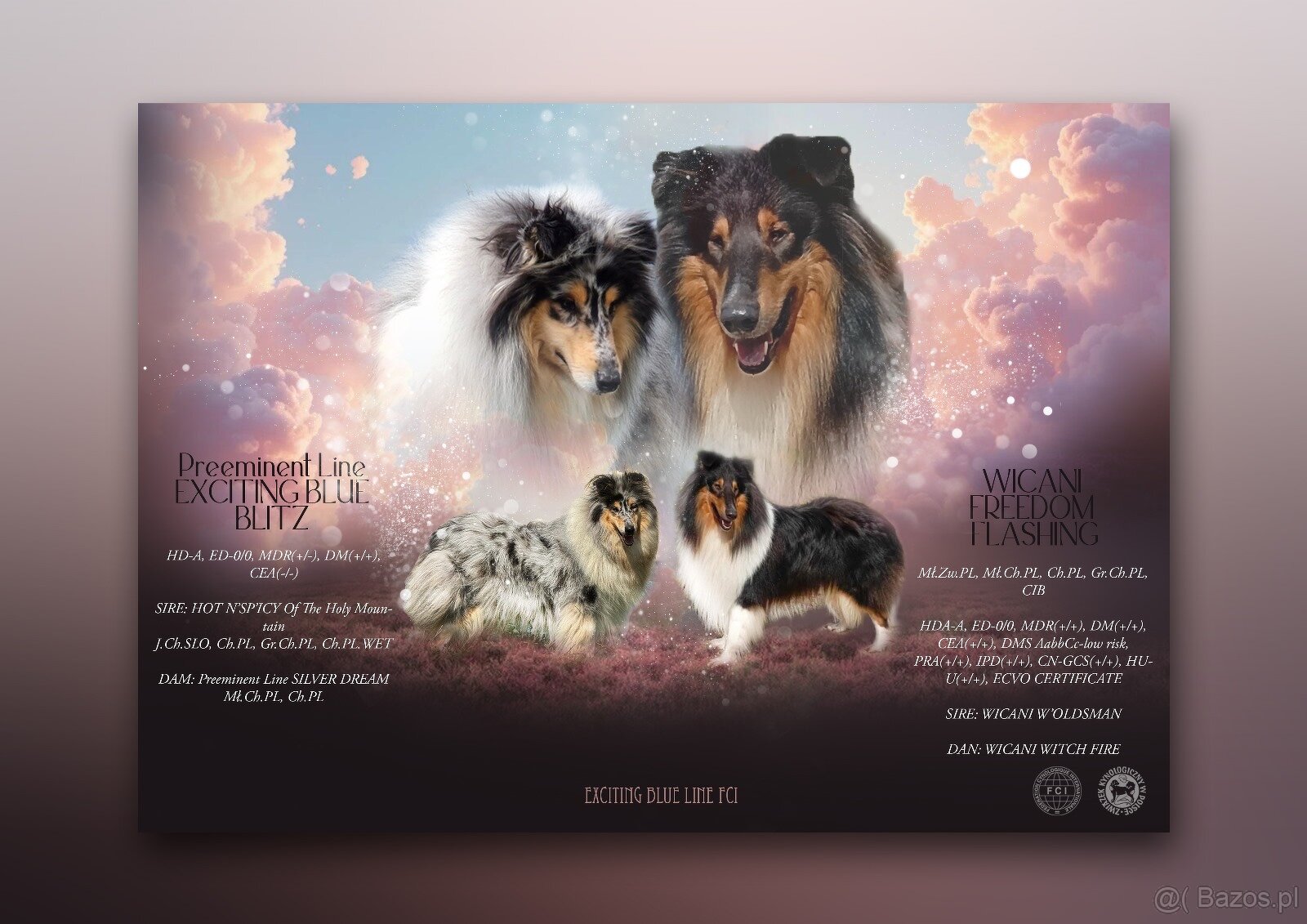 Owczarek Szkocki Długowłosy