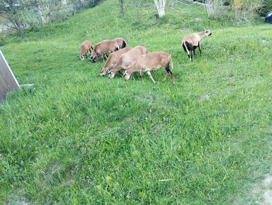Owce kameruńskie