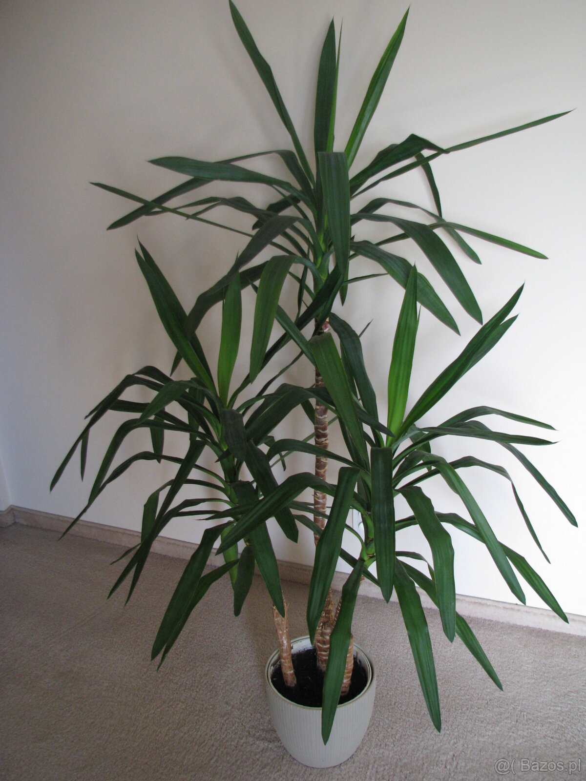 Juka – piękny, zdrowy, duży kwiat doniczkowy, 3-pienny, 1,6