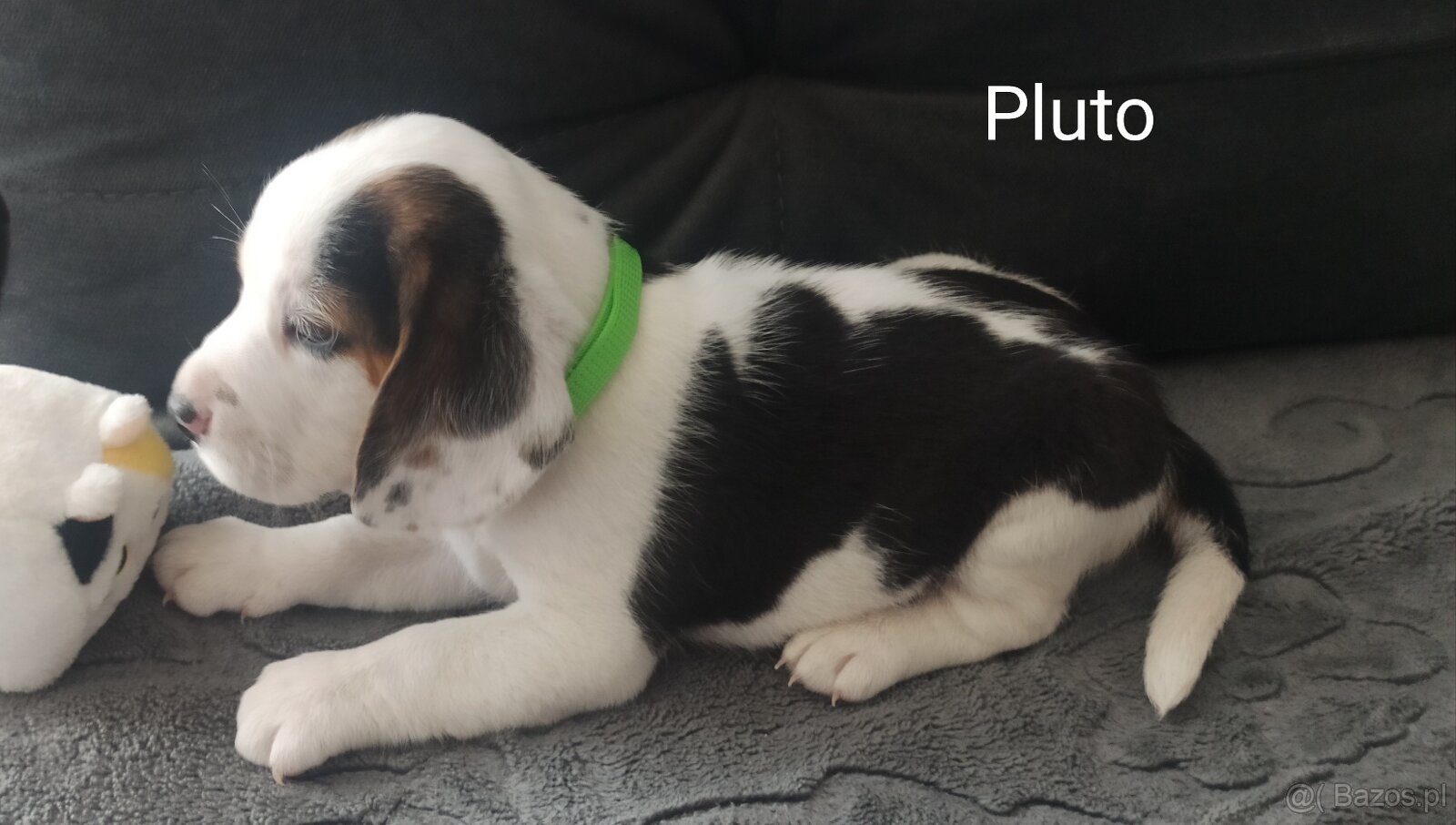 Beagle