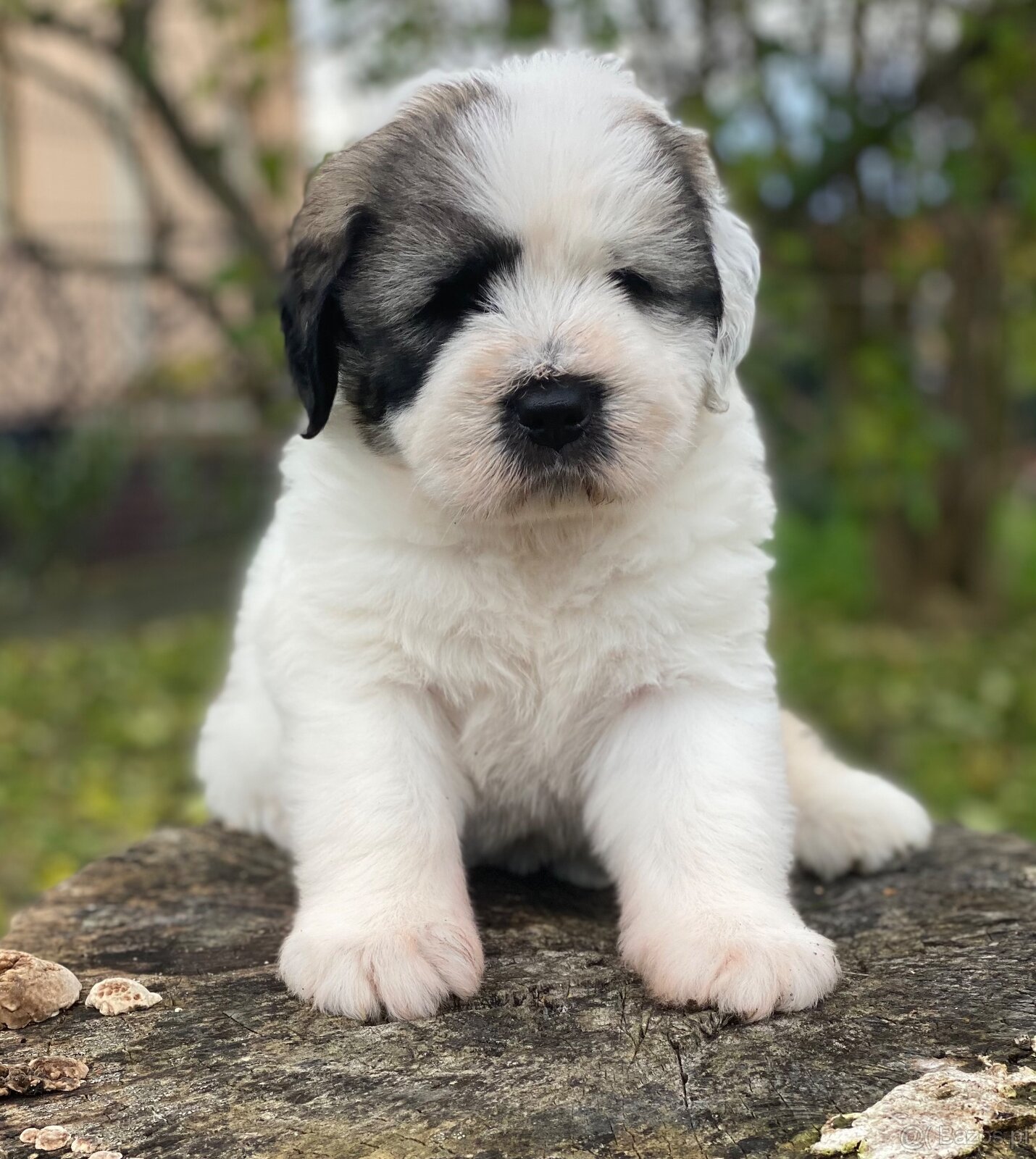 Owczarek Rumuński Mioritic Szczenięta