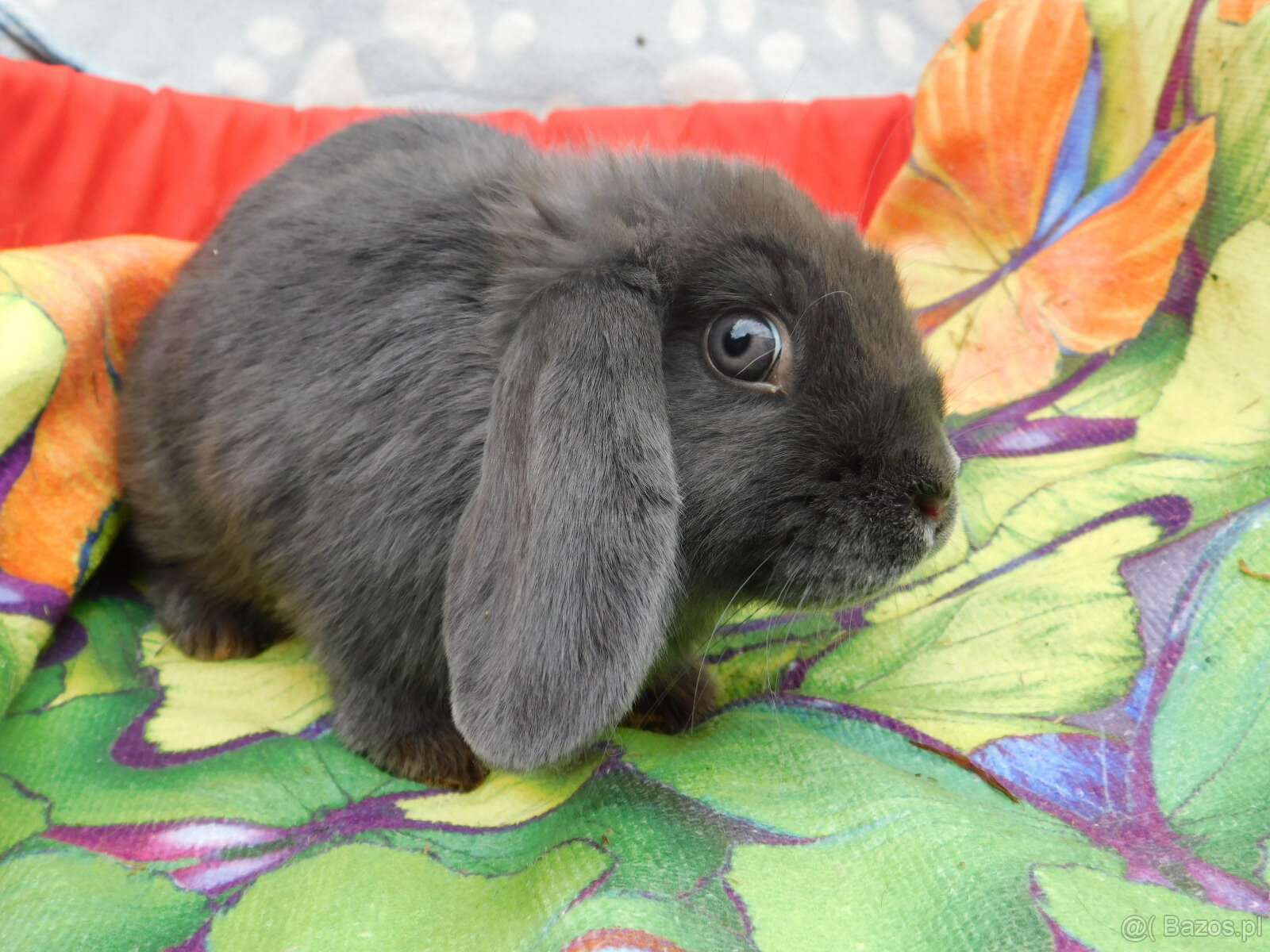 Niebieskie baranki mini lop
