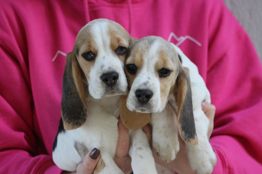 Beagle - szczeniaczki ZKwP po Championie PL.