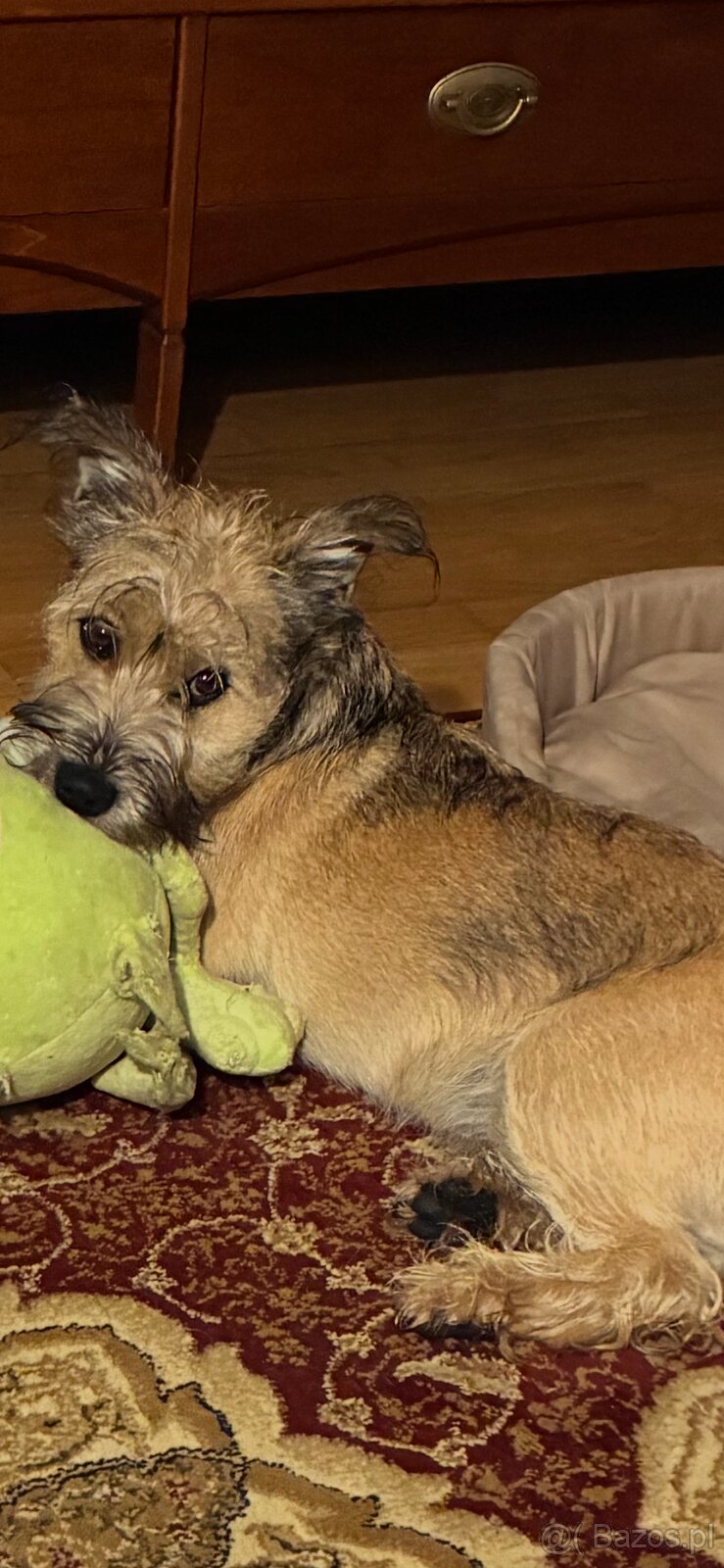 Oddam w dobre ręce-uroczy 6 miesięczny piesek