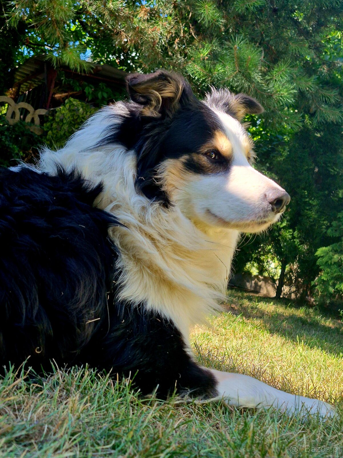 Border collie - reproduktor