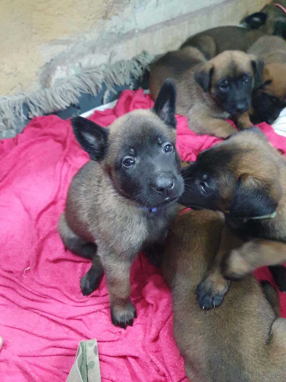 Owczarki belgijskie Malinois