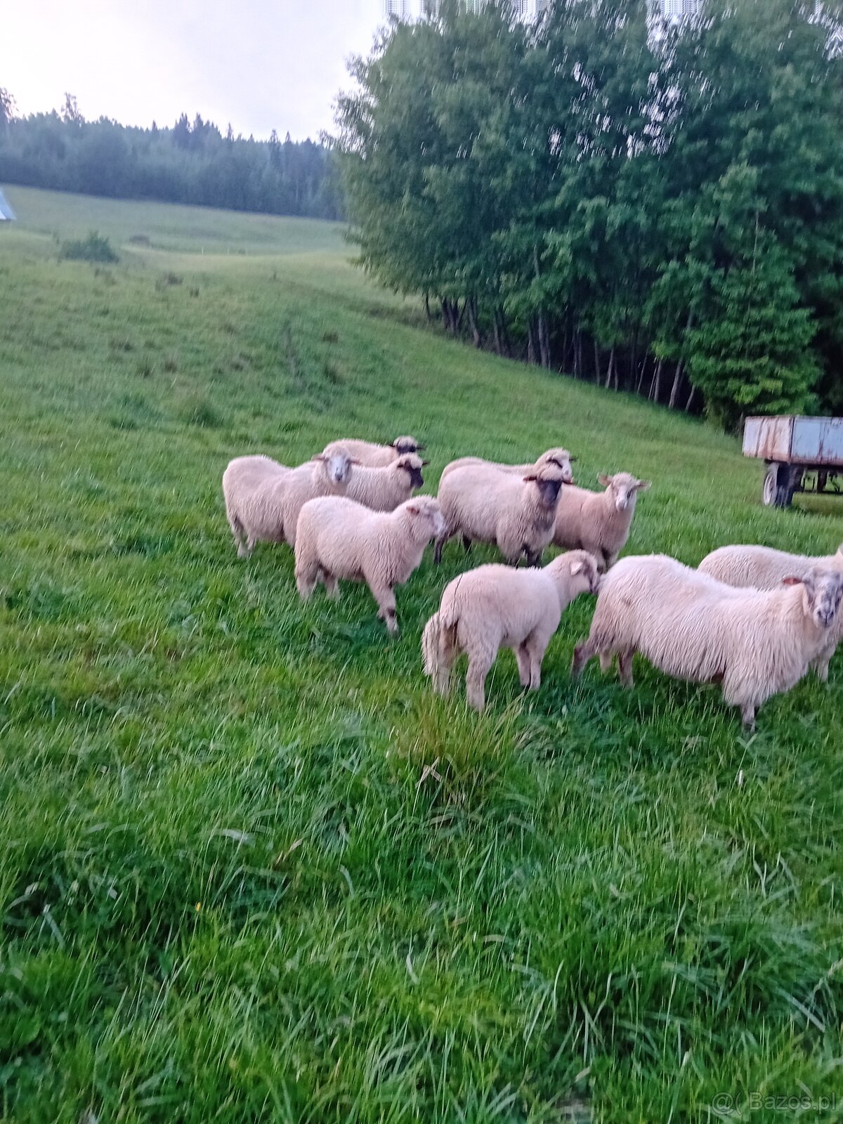 Baran do owiec