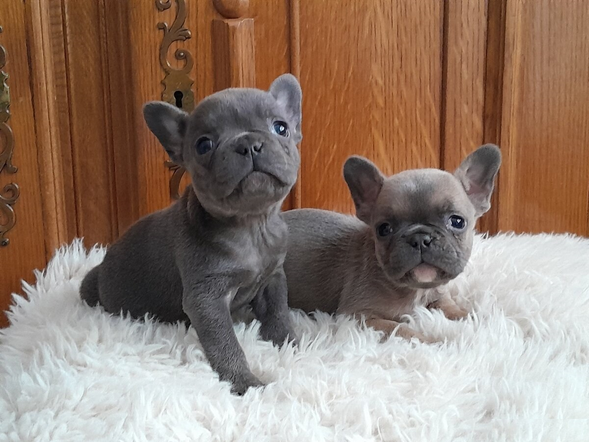 szczenięta Buldog teraz dostępne
