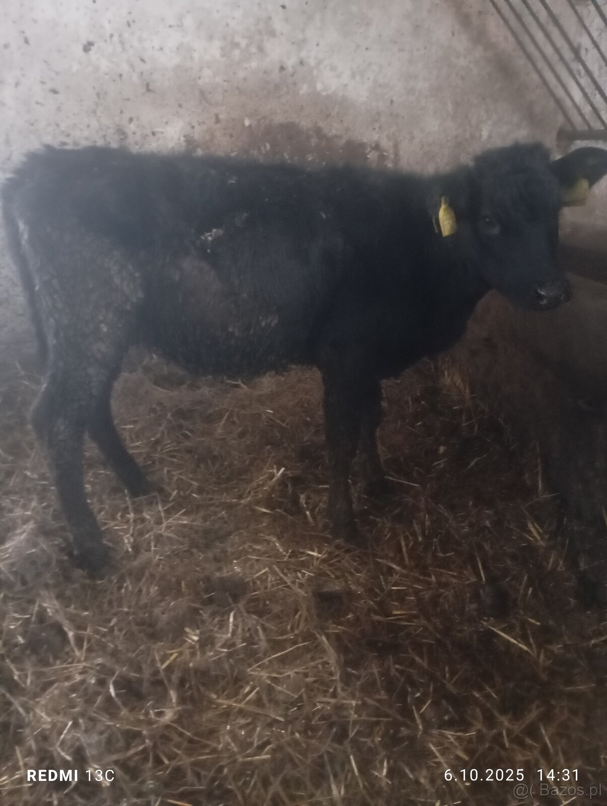 Jałówki miesne cielaki odsadki