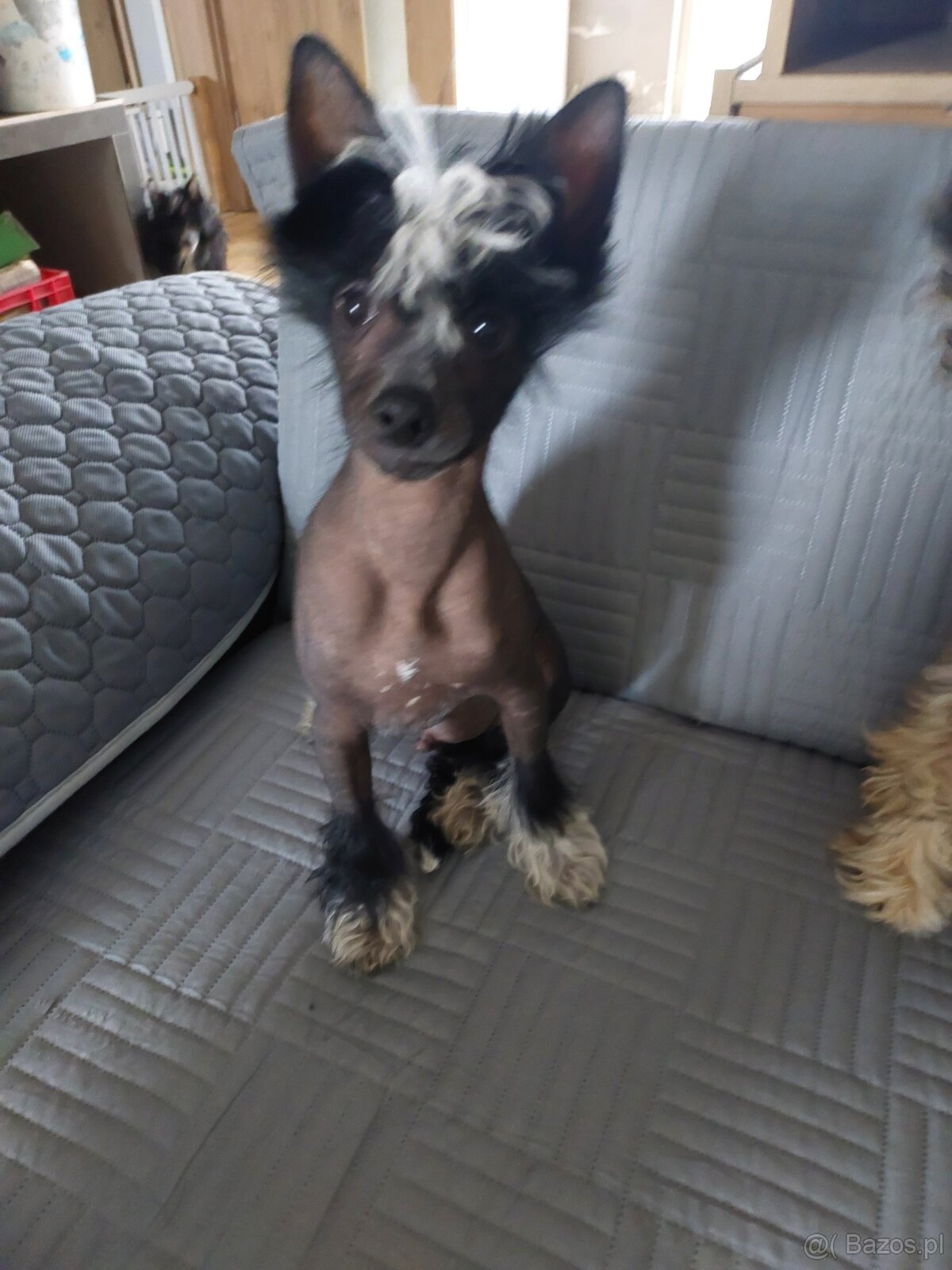 Chiński Grzywacz ZKwP/FCI samiec THL