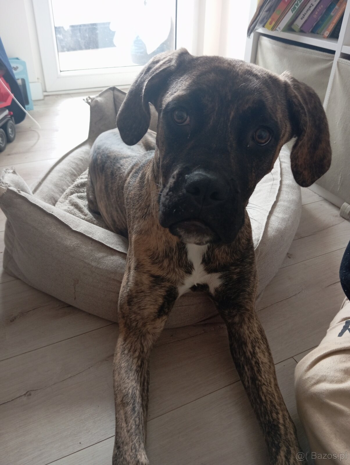 Suczka Cane Corso