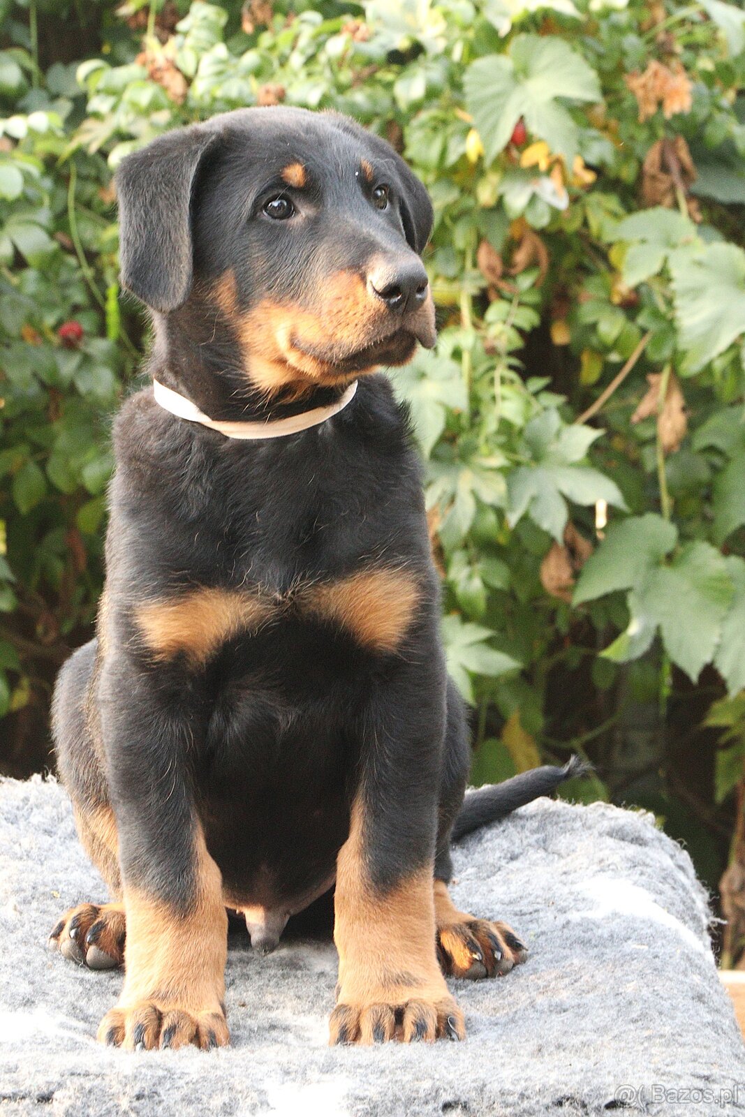 Beauceron z rodowodem FCI