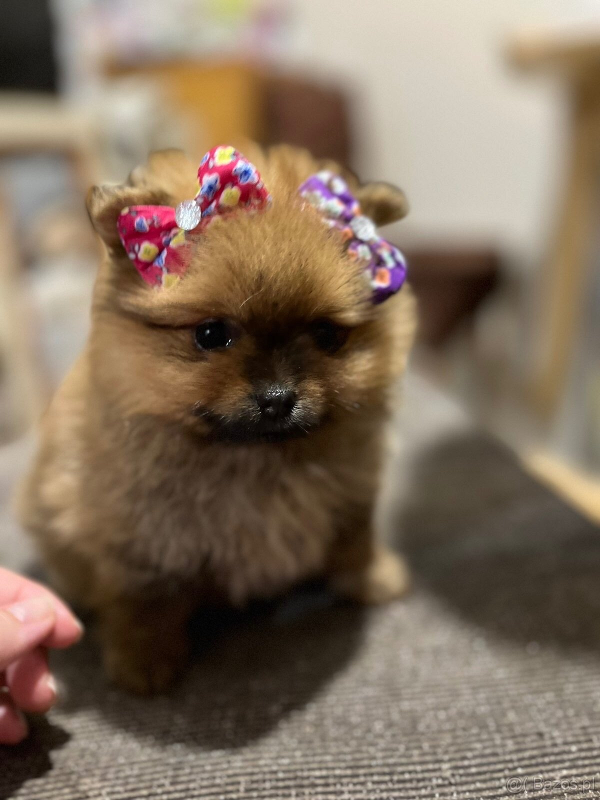 Szpic miniaturowy pomorski