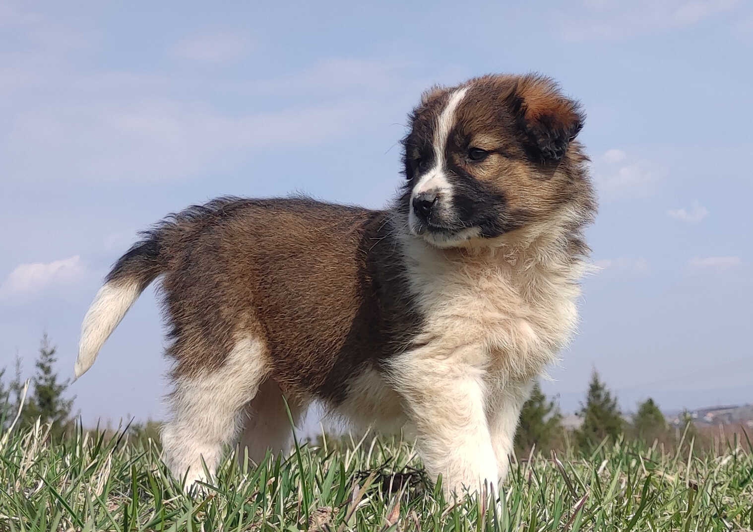 Border Collie maści Sabble / Sobol , Pies z pełną dok.