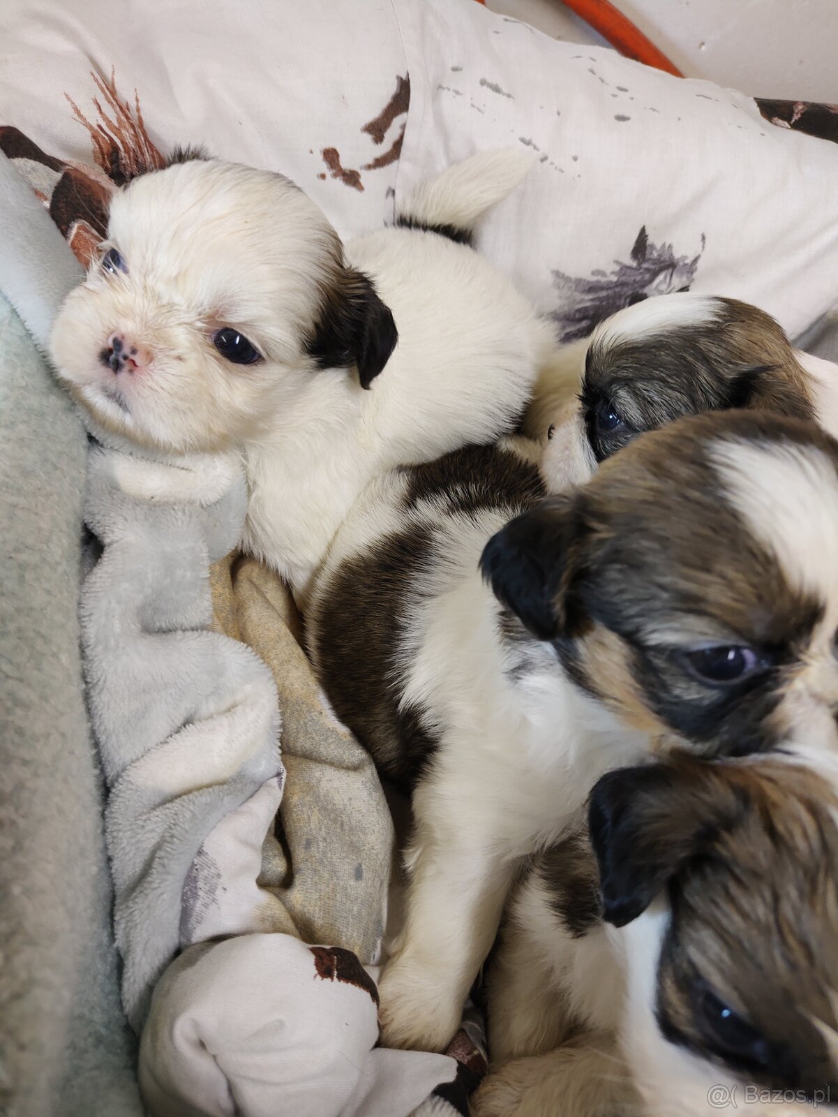 Śliczne szczeniaczki mieszanka Shih-tzu-pekinczyk