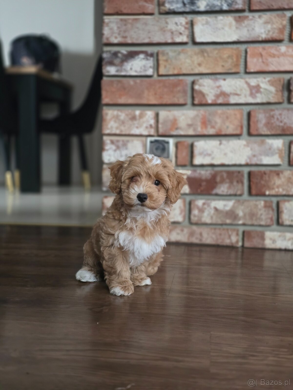 Śliczny piesek Maltipoo.