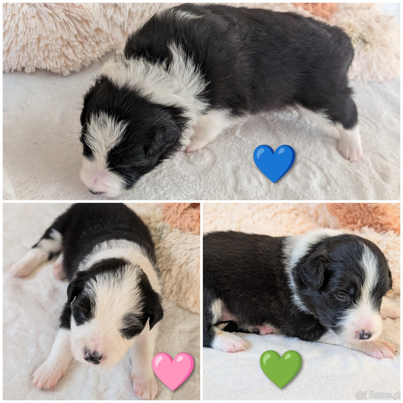 Border kolie s PP 🤗🐾🐕🍼🥰