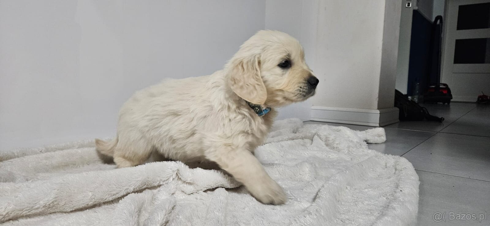 Golden retriever