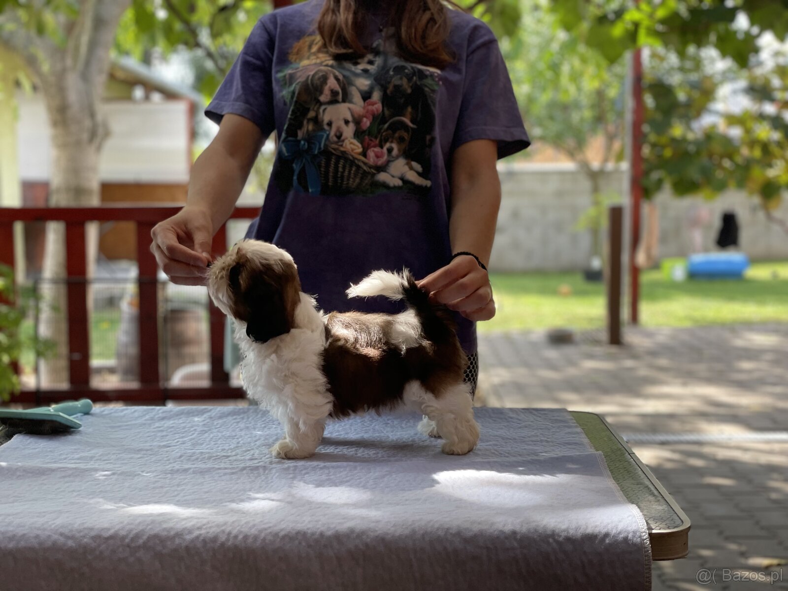 Shih tzu