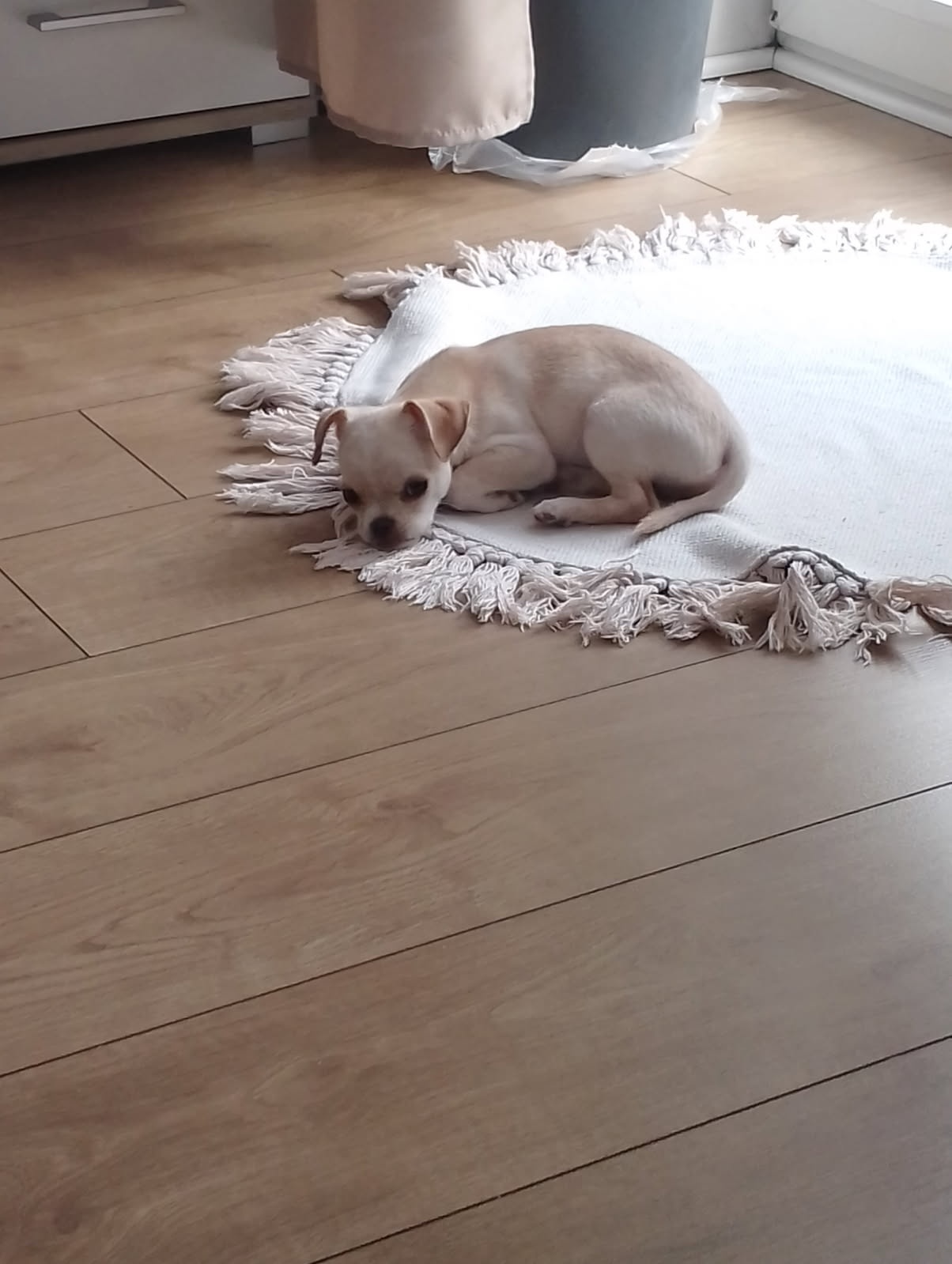 Sprzedam Chiuhuahua szczeniak biszkoptowy