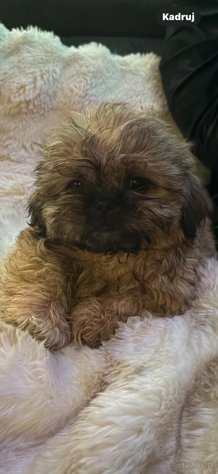 Szczeniaczki Shih Tzu