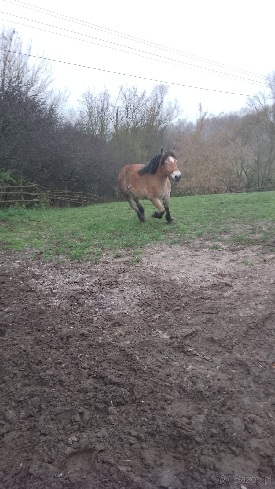 Sprzedam klacz zimnokwista 3 letnia zrebna